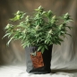 Preview: Grow Pot Coco Mix